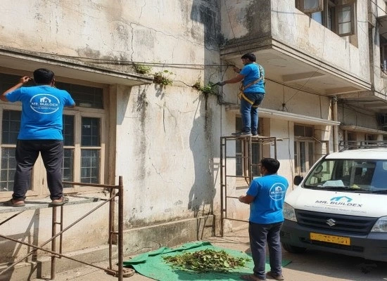 Professional Plant Removal Services in Chennai - Tree Root Damage Repair & Building Restoration Specialists